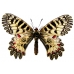 Festoon Zerynthia polyxena pupae 